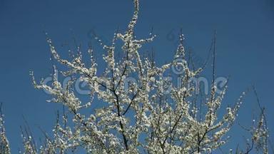 在晴朗的日子里，在蓝天的映衬下，盛开的梅花